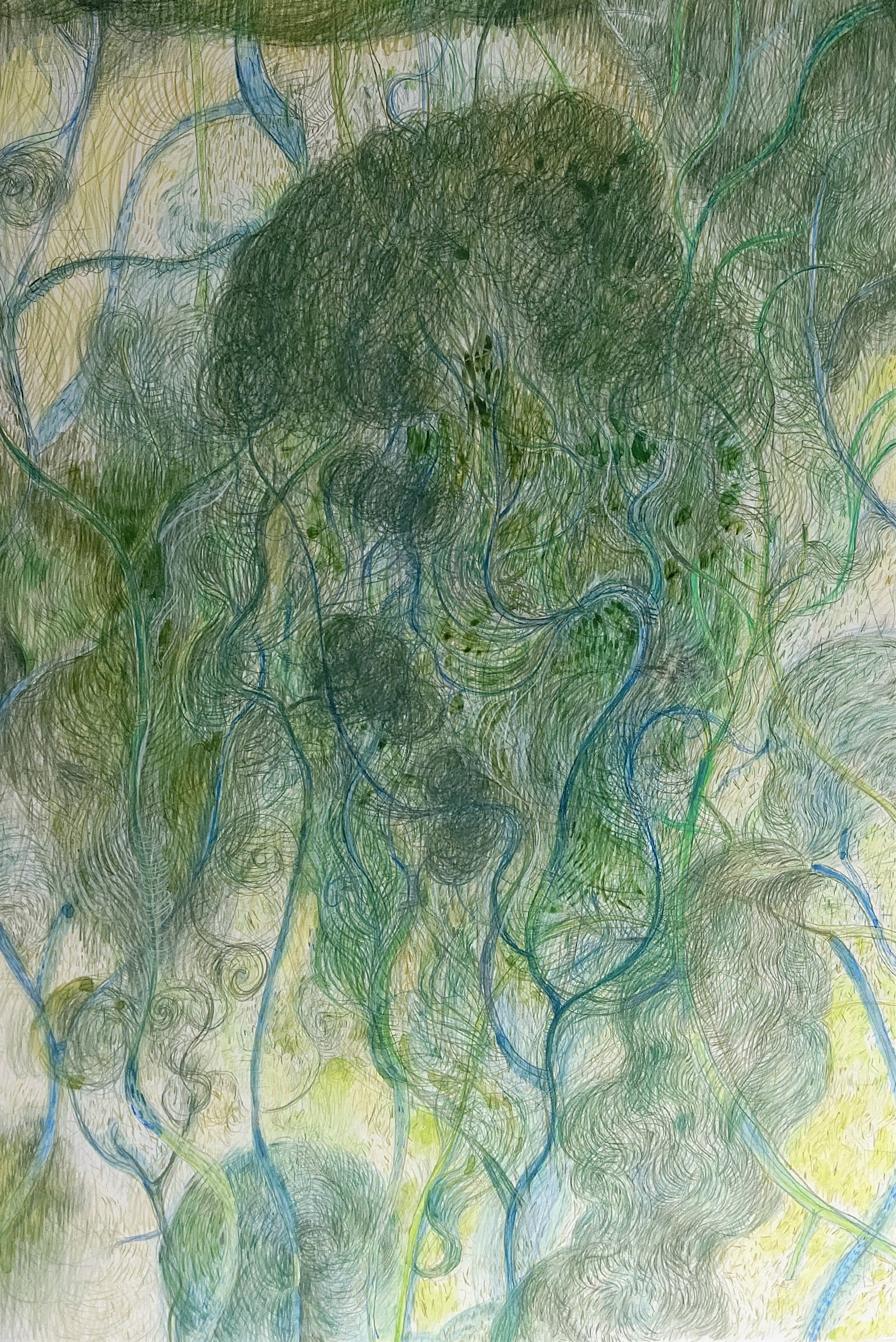 水草　1997年　705×470㎜　　　　　　　　　　　　色鉛筆、紙