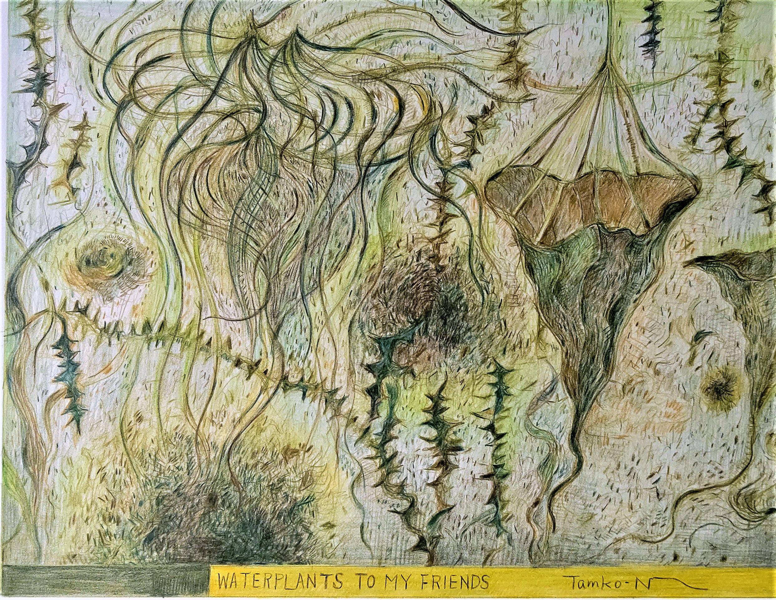 水生植物　　1996年　205×270㎜　　　　　彩色铅笔 ，纸