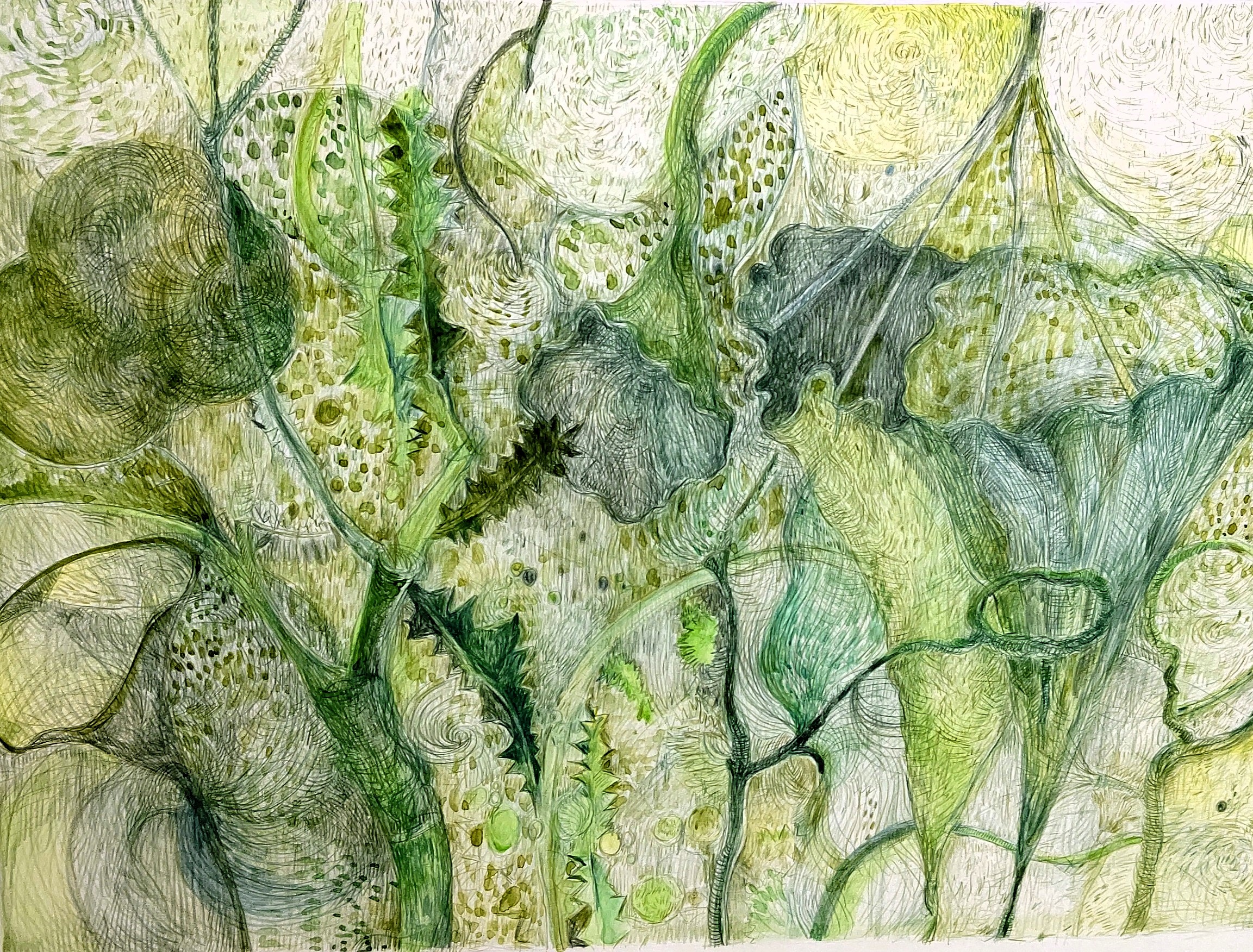 水草    1997年　434×587㎜　　　　　　　　　　　　色鉛筆、水彩、紙