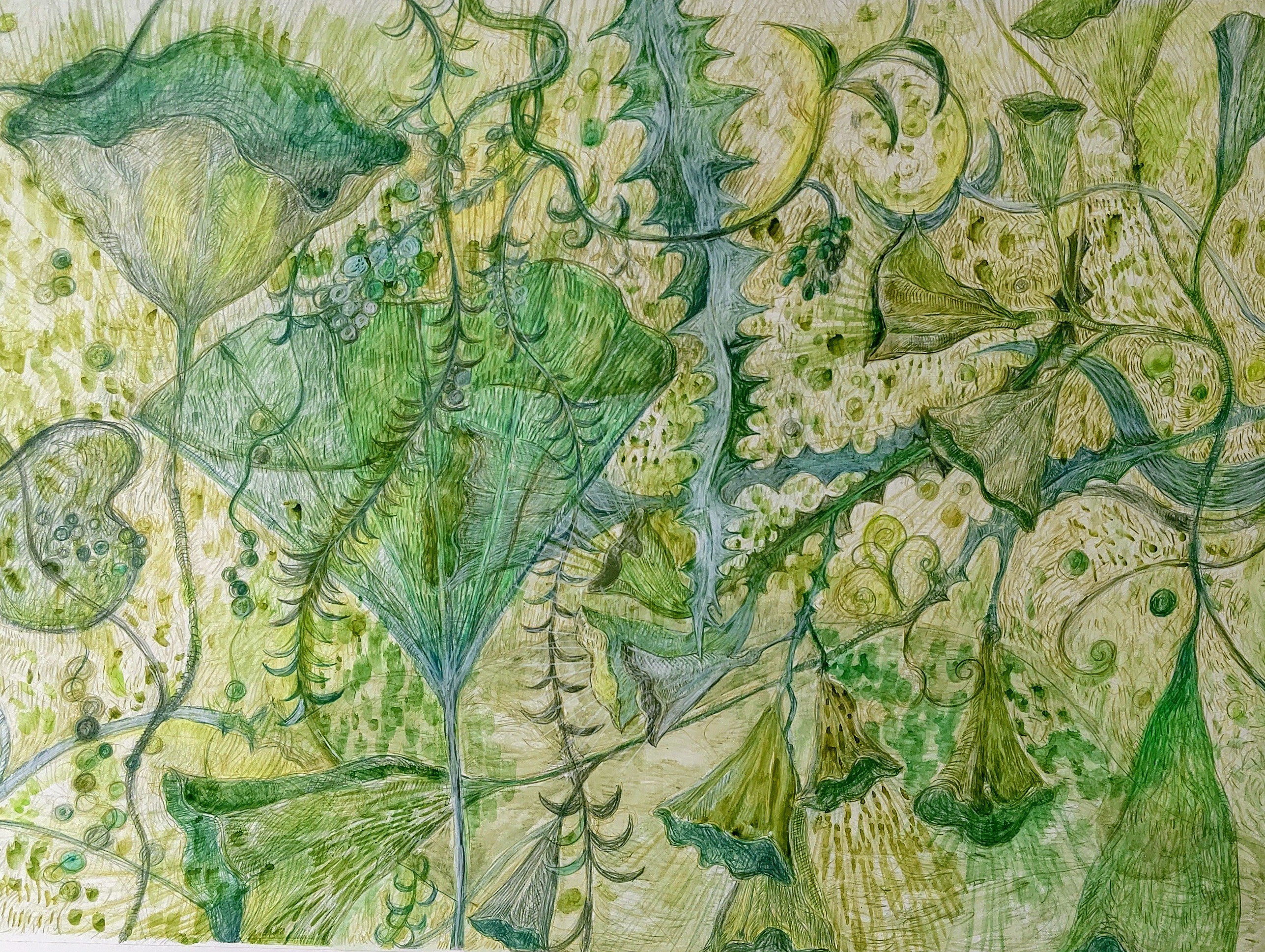 水草　1997年　　435×590㎜　　　　　　　　　　　色鉛筆、水彩、紙　