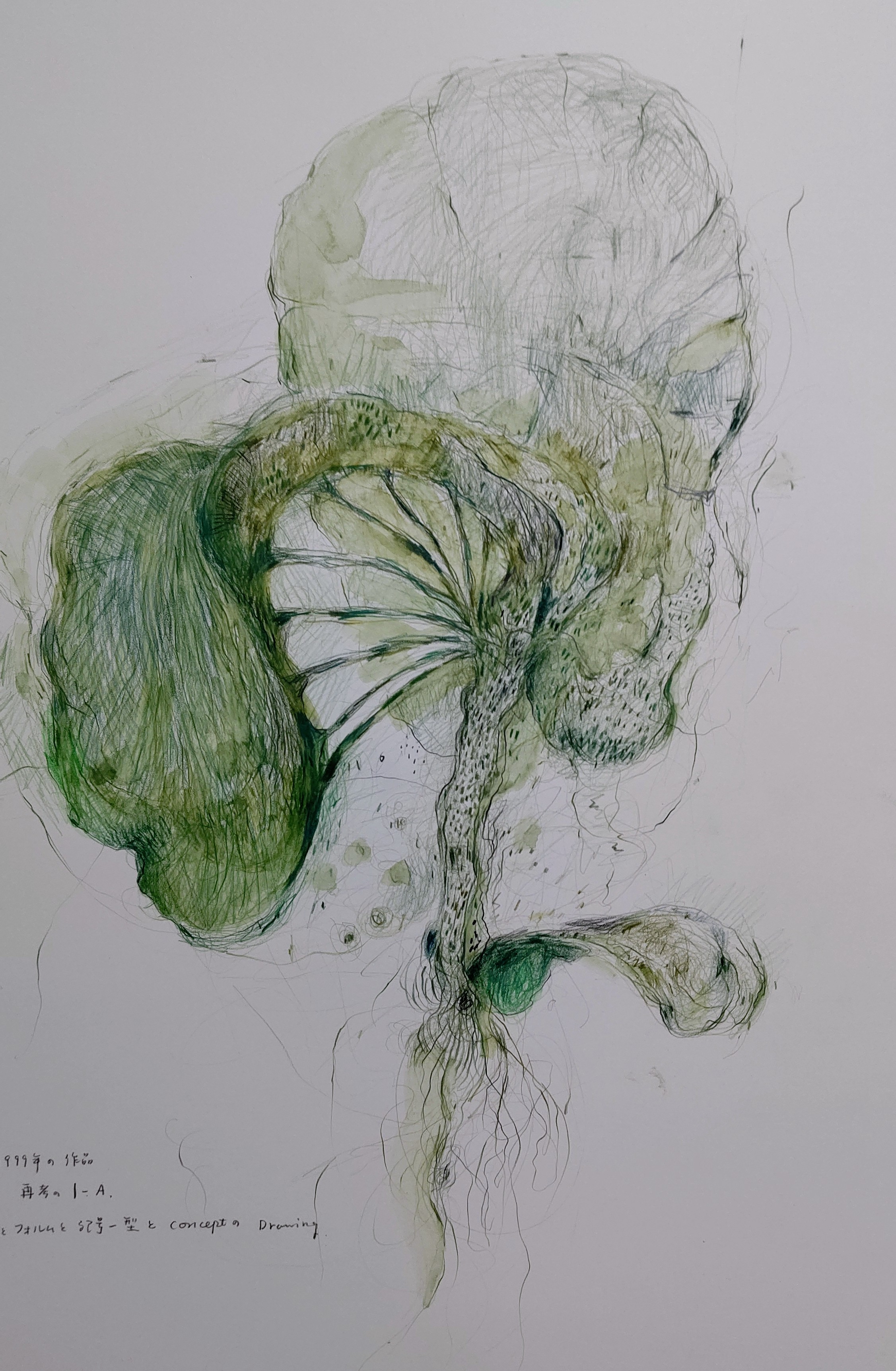 Leaf　2003　555×359㎜　　　　　　　colorpencil on paper