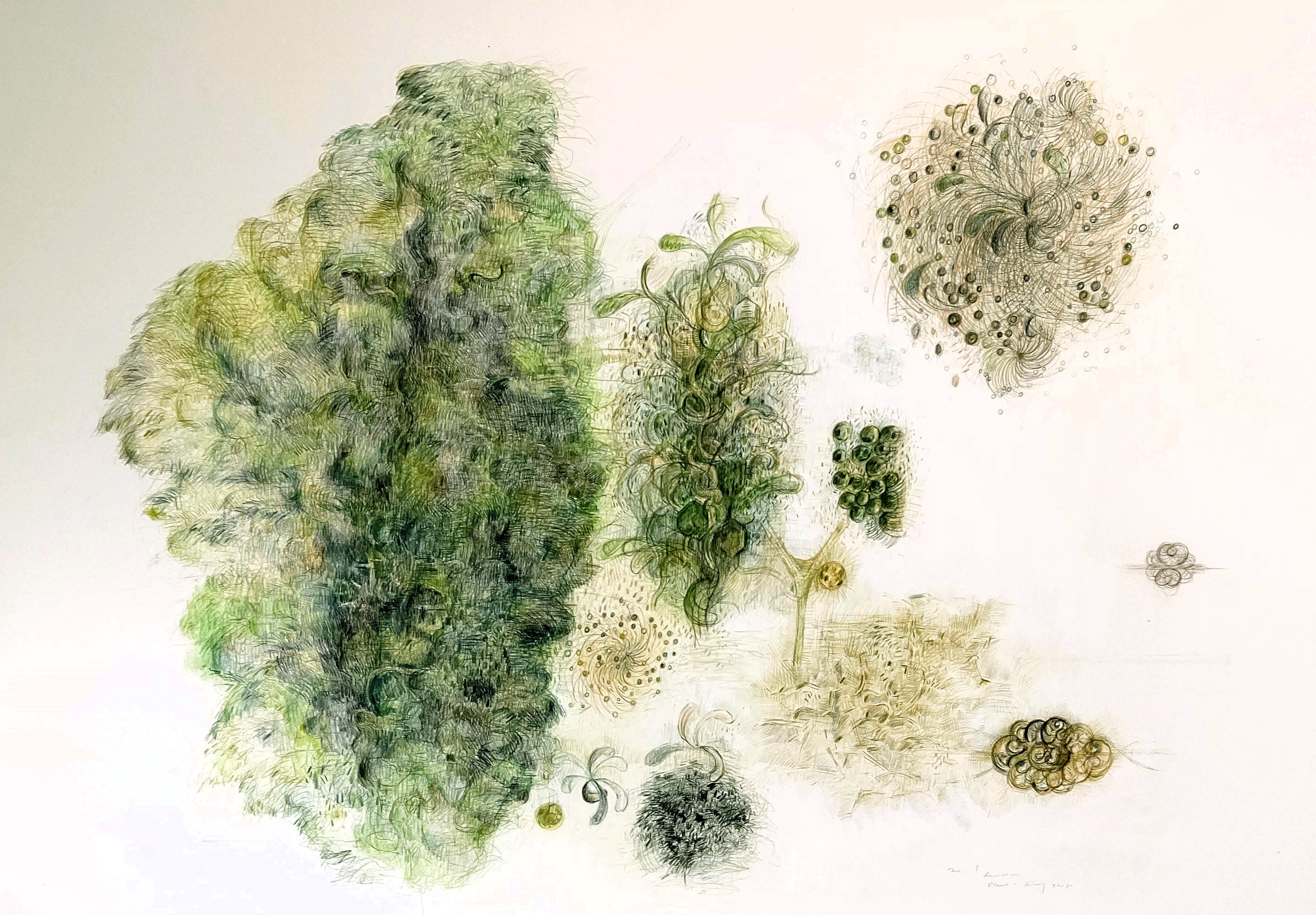 叙述-植物　1993年　728×1030㎜　　　　　　　　　色鉛筆、紙